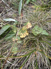 Callianthemum sajanense
