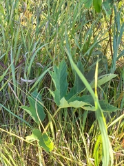 Heracleum sphondylium sibiricum