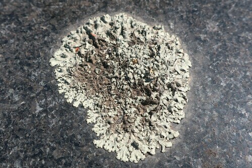 Taškuotasis auksakežis nuotrauka