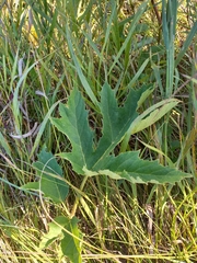 Heracleum sphondylium sibiricum