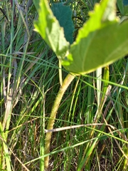 Heracleum sphondylium sibiricum