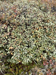 Rhododendron adamsii