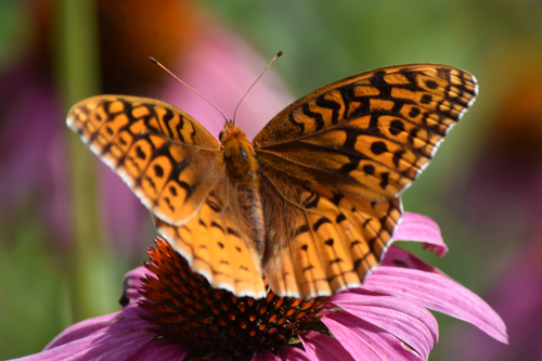 Great Spangled Fritillary, photo 6 of 8