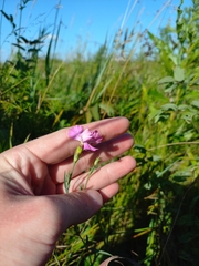 Dianthus campestris