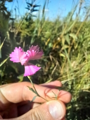 Dianthus campestris