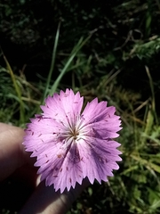 Dianthus campestris