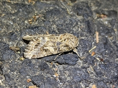 Spodoptera praefica