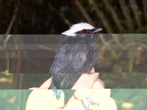 Pseudopipra pipra