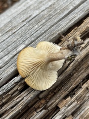 Lentinellus micheneri