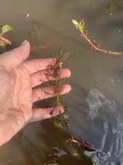 Ceratophyllaceae