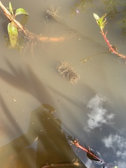 Ceratophyllaceae