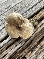 Lentinellus micheneri