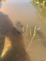 Ceratophyllaceae