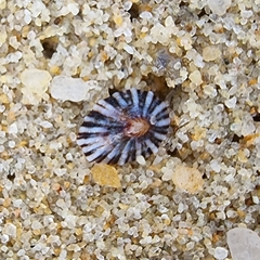 Siphonaria guamensis