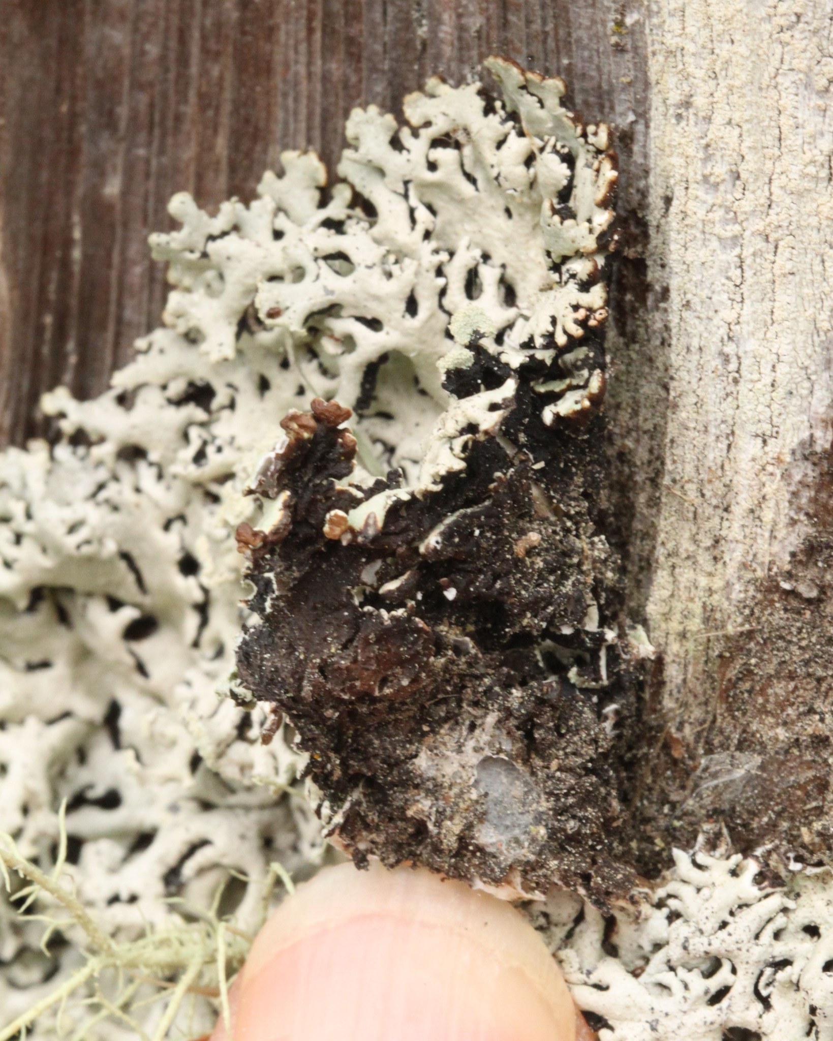 Hypogymnia physodes image