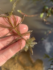 Ceratophyllaceae
