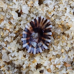 Siphonaria guamensis