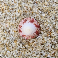 Trochus radiatus