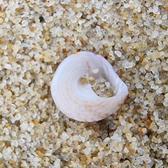 Trochus radiatus