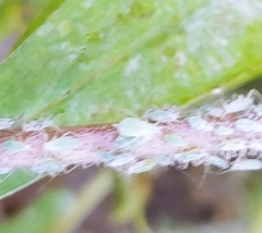 Macrosiphum albifrons