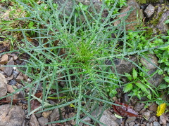 Cirsium tatakaense