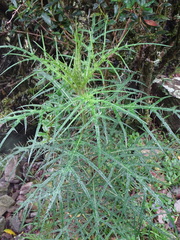 Cirsium tatakaense