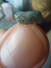 Metcalfa