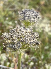 Phlojodicarpus villosus