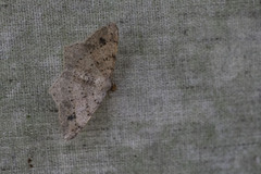 Psamatodes abydata