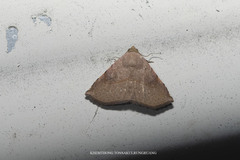 Eublemma brachygonia