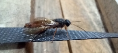 Sirex juvencus