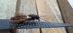 Sirex juvencus
