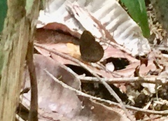 Faunis canens arcesilas