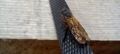 Sirex juvencus