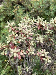 Rhododendron adamsii