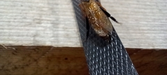 Sirex juvencus