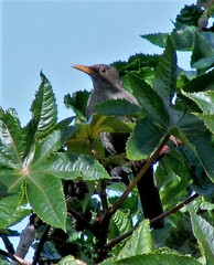 Turdus chiguanco
