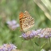 Argynnis callippe nevadensis - Photo (c) Cat Chang,  זכויות יוצרים חלקיות (CC BY-NC), הועלה על ידי Cat Chang