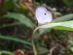 Neopithecops zalmora zalmora