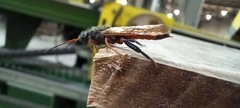Sirex juvencus