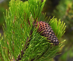 Pinus contorta bolanderi