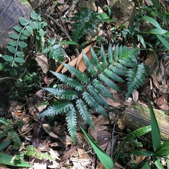 Diplazium mettenianum