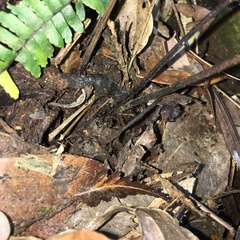 Diplazium mettenianum