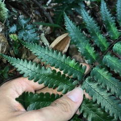 Diplazium mettenianum