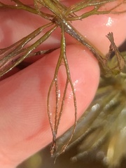 Ceratophyllaceae