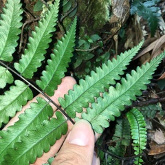 Diplazium mettenianum