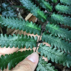 Diplazium mettenianum