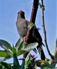 Turdus chiguanco