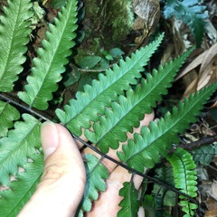 Diplazium mettenianum