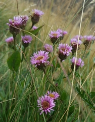 Erigeron alpinus